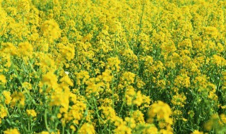 油菜花什么时候开花 油菜花开花时间