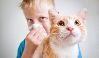 怎么样教家猫用猫砂 怎样教一只成年猫用猫砂