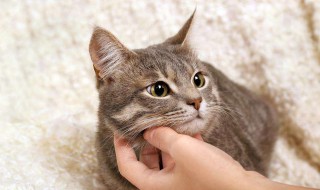 小猫不吃猫粮怎么办 可以怎么解决？