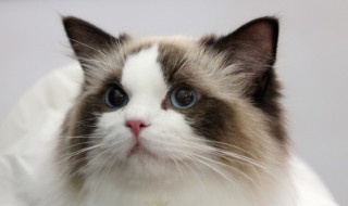 什么宠物好养又干净 推荐这几类