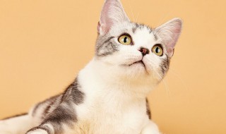 猫咪有跳蚤怎么办 可以吃一些药吗