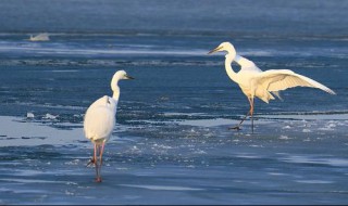 白鹭的诗句 白鹭的诗句精选