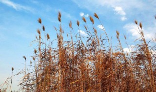 秋景的作文 秋景范文如下