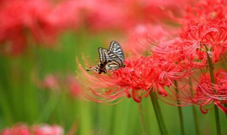 彼岸花开什么意思 彼岸花开的意思