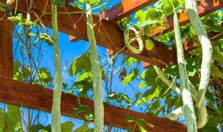 蛇豆角怎么做才好吃 这三种吃法简单又美味