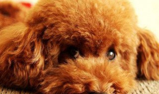 泰迪狗狗怎么训练 训练泰迪的方法