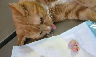 猫做绝育的好处 猫做绝育的好处是什么