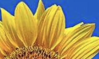 向阳而生下一句是什么 向阳而生的小句子