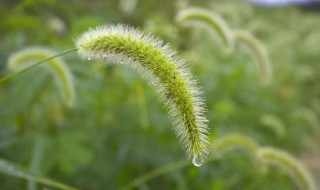 狗尾草的特点 什么是狗尾草的特征