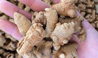 三七有什么作用 关于三七作用介绍