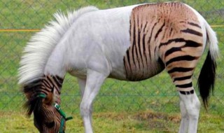 生殖隔离是什么意思 生殖隔离的原因