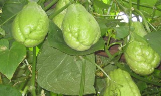 佛手瓜的做法大全 佛手瓜的烹饪方法