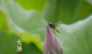 大暑节气古诗 大暑节气古诗有哪些