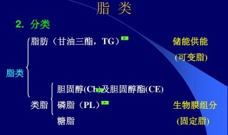 类脂包括哪些 类脂主要包括有哪些