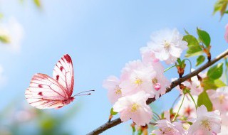 3月有什么节日 3月节日有哪些