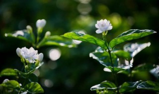 茉莉花换盆后多久可以晒太阳 换盆之后的茉莉花什么时候能晒太阳