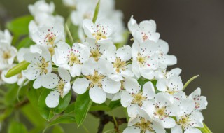 梨花微雨歌词 梨花微雨歌曲简介