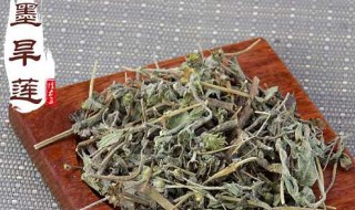 墨旱莲染发的办法是什么 如何用墨旱莲染发