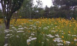 关于明天的散文诗 这样的散文诗太美好了