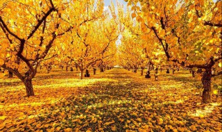 听听秋的声音课文 听听秋的声音课文欣赏