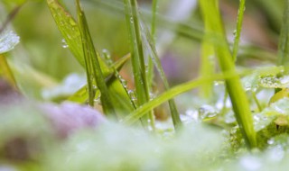 下雨了发朋友圈的说说 雨是有灵气的