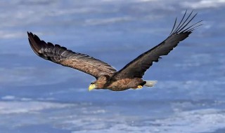 没有理由不努力的句子 没有理由不努力的句子集锦