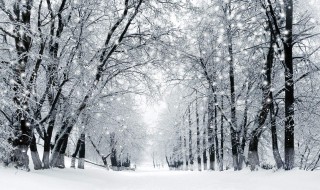 形容大雪纷飞的句子 形容大雪纷飞的句子有哪些