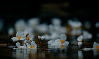 海菜花是泸沽湖的还是洱海的 海菜花是什么植物