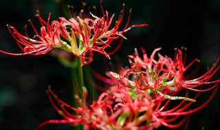 鹤红花的栽培方法 鹤红花如何种植栽培