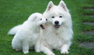 萨摩的耳毛要怎么处理 如何处理萨摩的耳朵毛