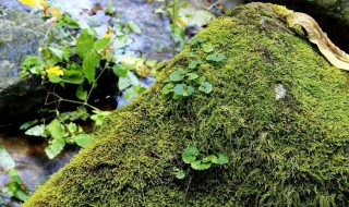 青苔怎么做花土 青苔如何做花土