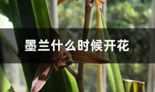 墨兰什么时候开花 墨兰的开花时间