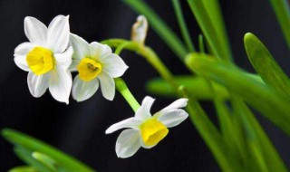 水仙花什么时候开 水仙花的开花时间