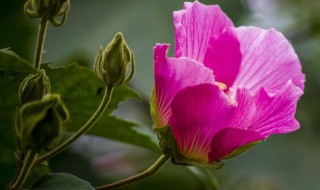 芙蓉什么时候开花 芙蓉的开花时间