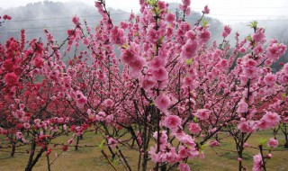 桃花是什么季节开 桃花的开花季节