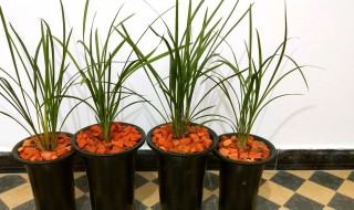 兰花有什么作用和功效 兰花有什么作用和功效是什么