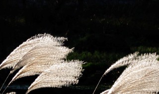 什么的苇絮填合适词语 形容芦苇的词语