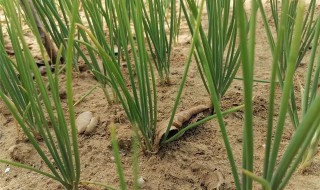 四季小香葱的种植方法 手把手教你种植小香葱