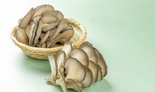 蘑菇跟香菜能不能一起吃 蘑菇跟香菜能否一起吃