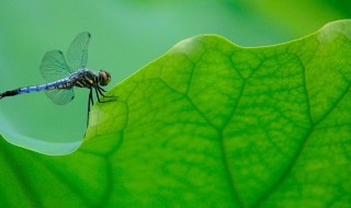 关于绿色的成语有哪些 关于绿色的成语介绍