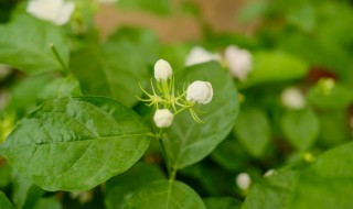 茉莉花的特点有哪些 茉莉花的特点介绍