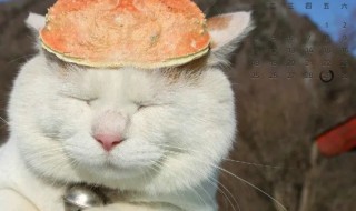 什么叫屏保啊 屏保是什么