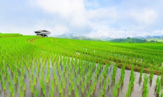 水稻直播种植方法 水稻直播高产栽培技术的步骤与要点