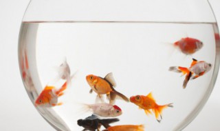 鱼怎么读 鱼如何读