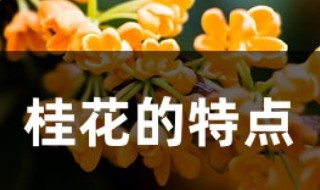 桂花的特点有哪些 关于桂花的特点