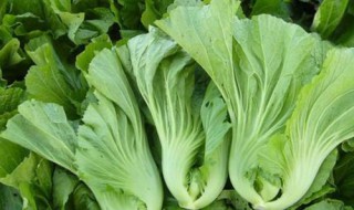 芥菜怎么腌制 芥菜的腌制方法