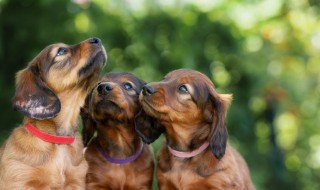 腊肠狗有什么特点 腊肠犬很活泼好动