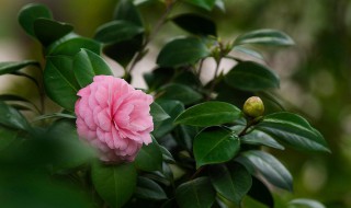 茶花什么时候开花 茶花的花期