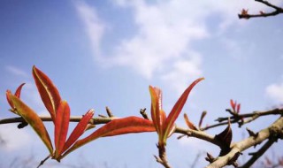 石榴催芽方法 石榴树老桩怎样催芽