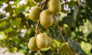 如何徒手剥猕猴桃 徒手如何剥猕猴桃